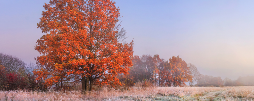 Patērētā siltumenerģija novembrī