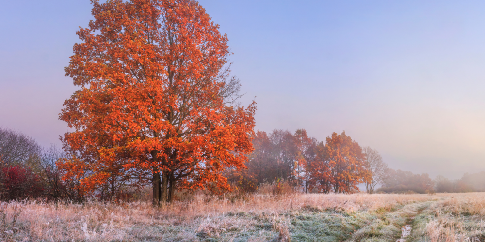 Patērētā siltumenerģija novembrī